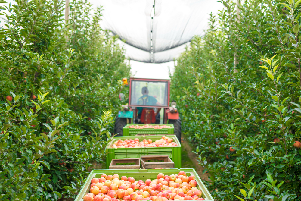 How Climate Change is Transforming New England’s Apple Harvest: Strategies to Sustain Apple Production in a Changing Climate