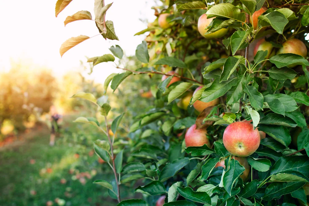 Behind Every Bottle Lies the Craft Cider Phenomenon