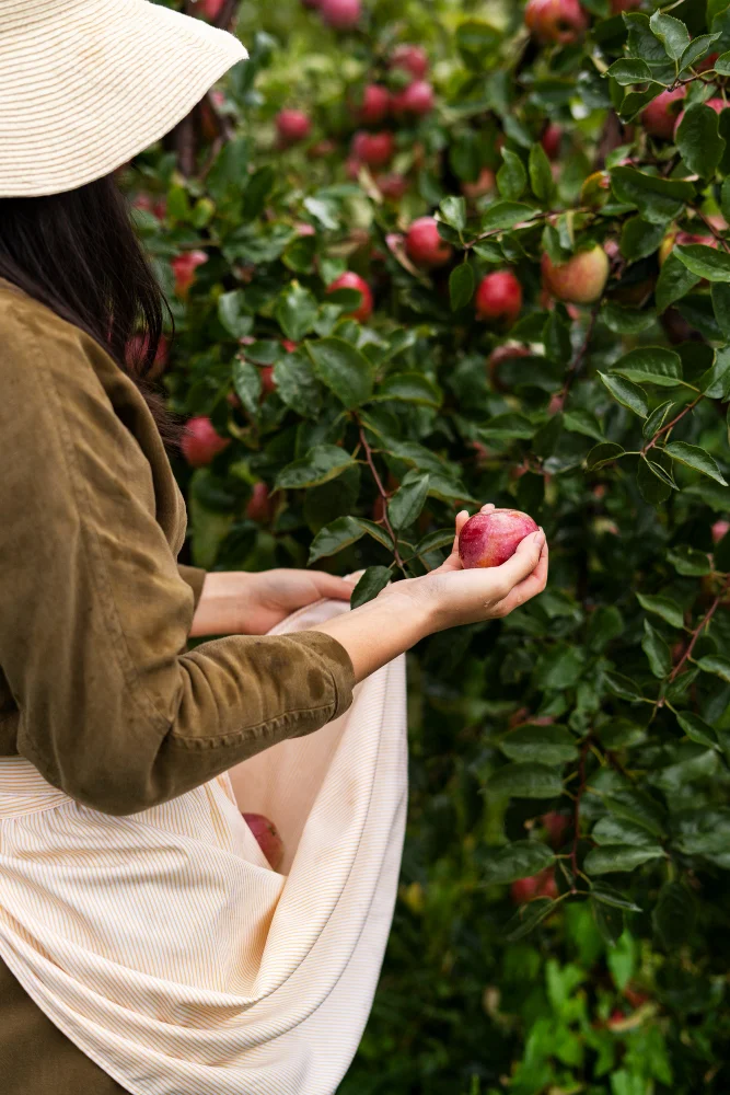 Blossoming Beauty: A Visit to Our Pick Your Own Apple Orchard