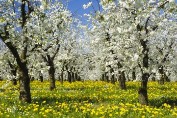 Perché le allergie e le sensibilità alimentari si esacerbano in primavera 3 ricette curative