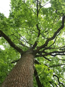 depositphotos_11732608-stock-photo-green-oak-tree