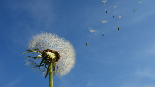 dandelion-463928_1920