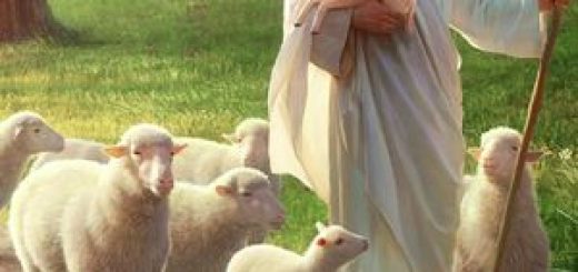 il Signore Gesù con le pecore