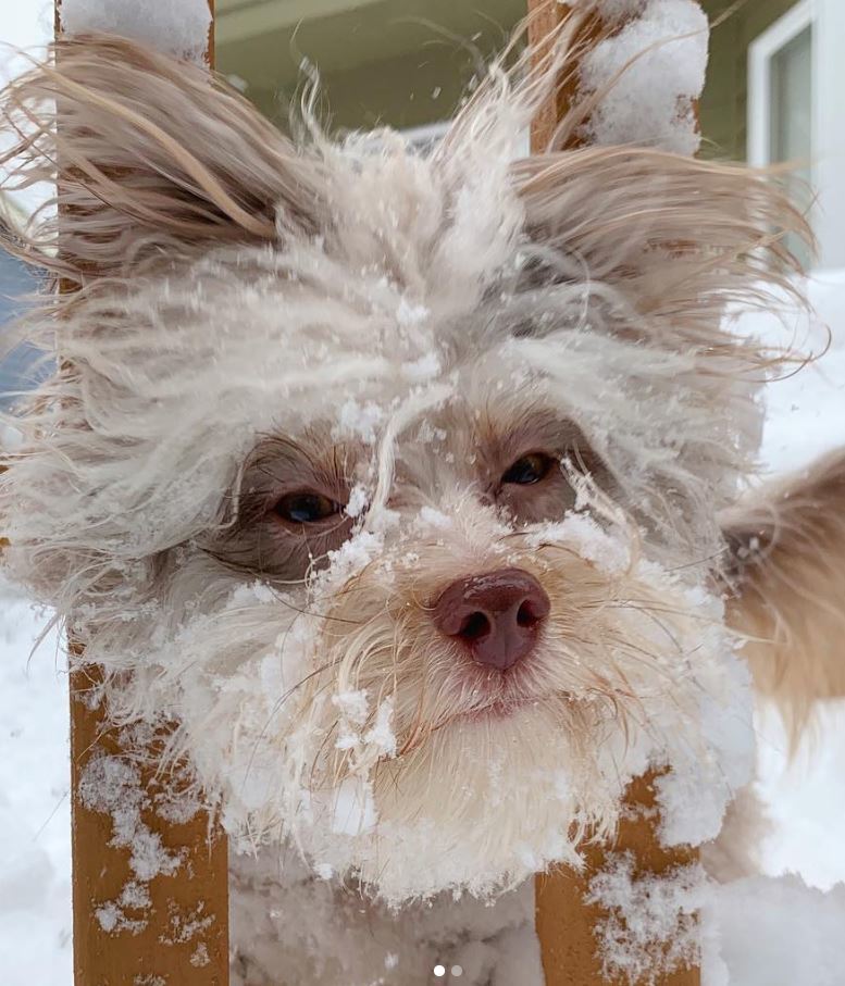 Nori, il cane dal volto umano diventa una star del web con migliaia di follower