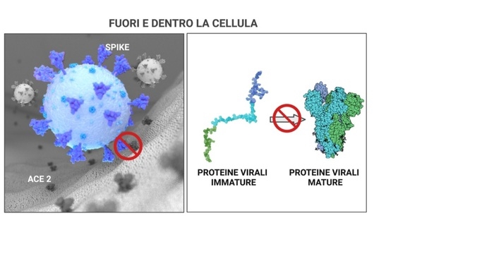 Covid: studio, molecole tioliche per nuovi antivirali