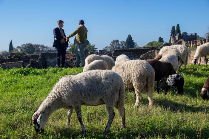 Inutilizzata in Italia lana di 8 milioni di pecore da latte
