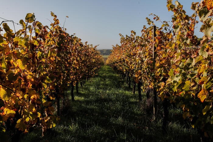 Record per il vino lombardo, 320 milioni di vendite nel 2022