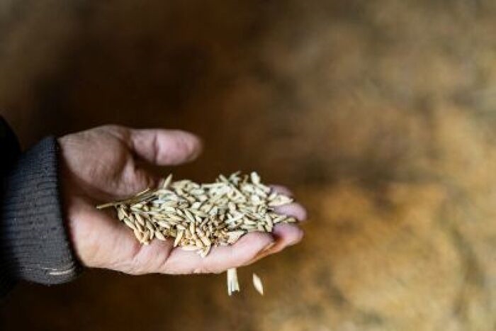 Siccità: aziende del riso si affidano alla sperimentazione