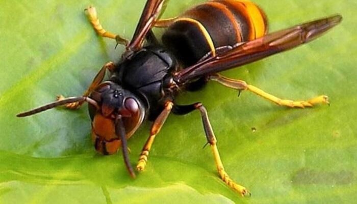 Vespa velutina, insetto alieno mette a rischio apicoltura