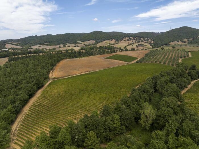 Vino: Doc Maremma Toscana, 6,9 milioni bottiglie in 2023 (+1,5%)