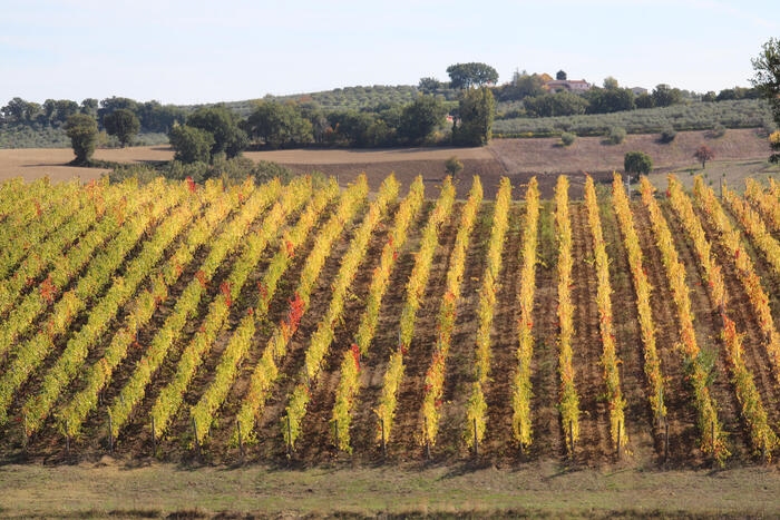 Nel mondo si riduce geografia del vino, Oiv stima -0,5% vigne