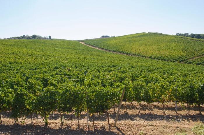 Unione italiana Vini, no a ricorso indiscriminato espianto vigne
