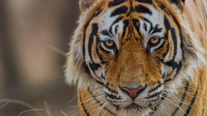 Tiger, la vita di una mamma tigre in India