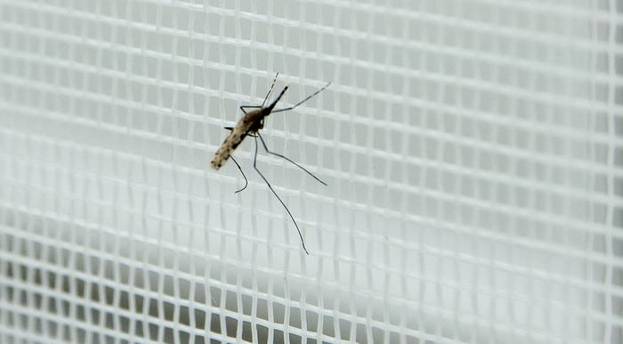 Iss, nessun allarme per un possibile ritorno della malaria