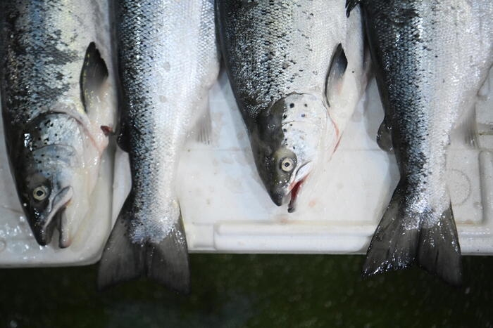 Efsa, rischio parassiti in alcuni pesci d'allevamento