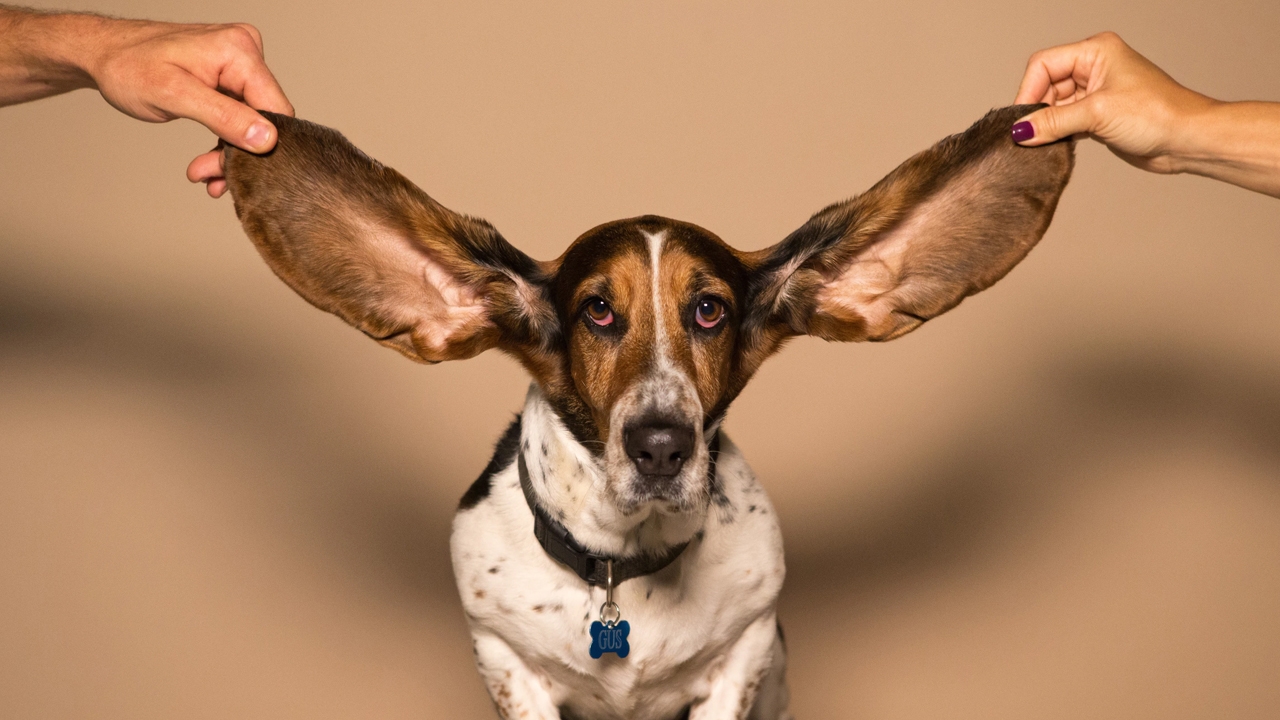 Prenditi cura delle tue orecchie
