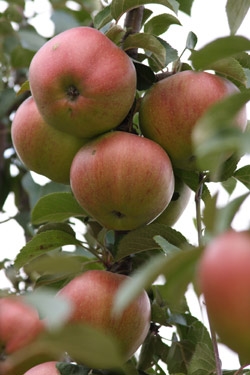 Quali sono i benefici delle mele