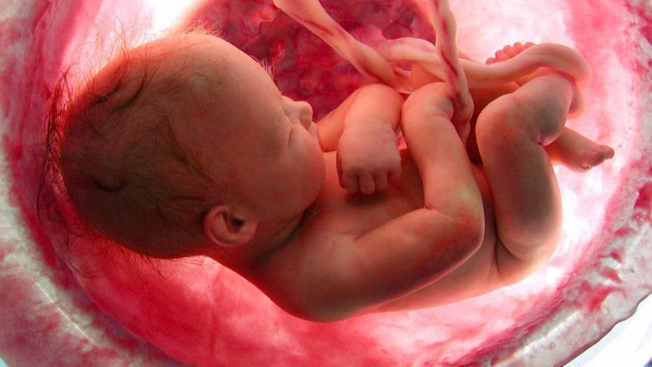 Progetto fotografico La vita prima della nascita