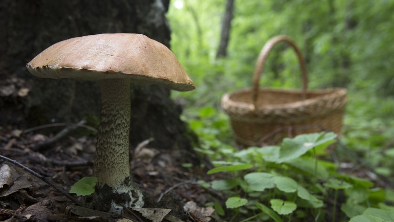 Come imparare a distinguere i funghi velenosi, consigli dei raccoglitori di funghi professionisti.