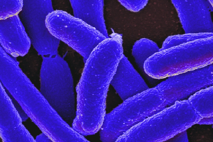 Il pericolo di Escherichia coli (E. coli), i sintomi della shigellosi, il trattamento delle infezioni di origine alimentare