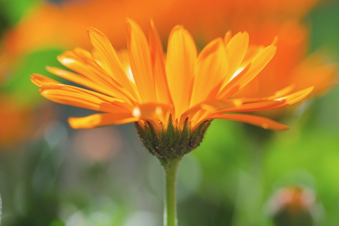 Come sciacquarsi la bocca con la calendula, quanto, con quali malattie aiuta