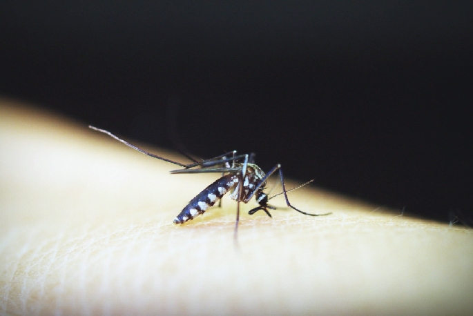 Cosa fare se un bambino ha pettinato una puntura di zanzara