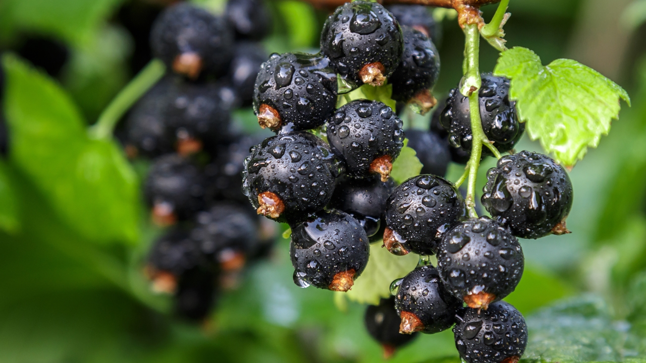 Ribes nero, benefici e danni all'organismo, vitamine e proprietà benefiche