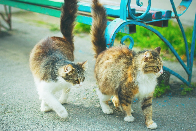 Malattia da graffio di gatto - agente patogeno, sintomi, trattamento