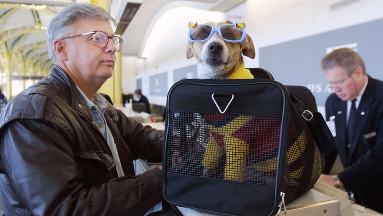 Trasporto di animali in aereo, volo con cane o gatto, regole.